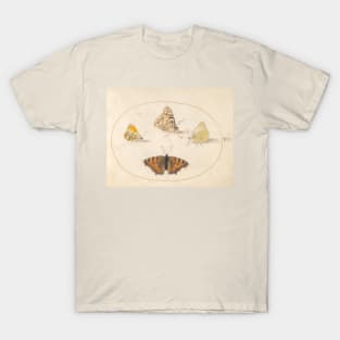 Orange Tip, Painted Lady, Southern Small White, and Small Tortoiseshell Butterflies T-Shirt